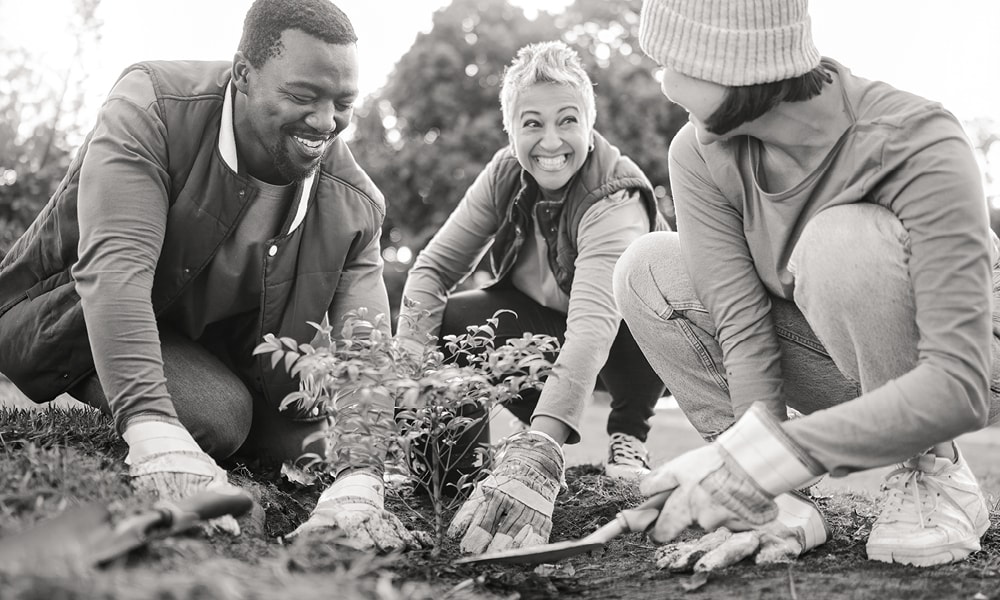 Three volunteers kneeling in a garden bed, laughing as they plant a shrub